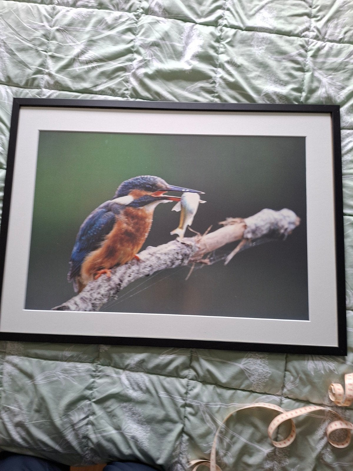 IJsvogel foto door natuurfotograaf, ca. 75x50 cm, Ophalen, 50 – 75, Oorspronkelijke maker, Zo goed als nieuw