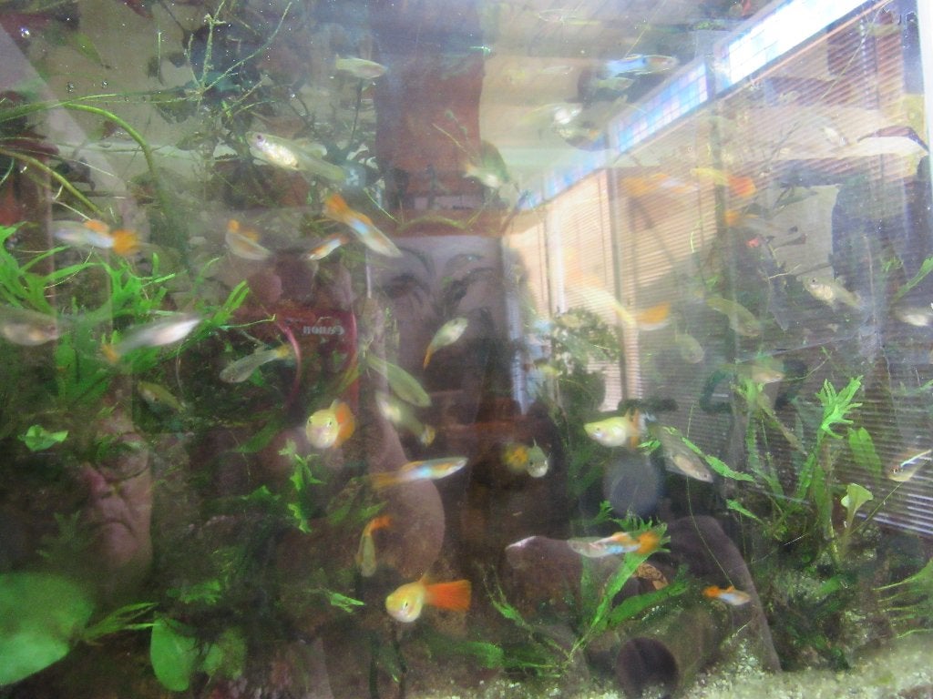 baby visjes guppies gratis, Dieren en Toebehoren, Overige typen, Zoetwatervis