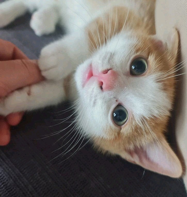 Kittens te koop (laatste beschikbaar), Meerdere dieren, Kortharig, 0 tot 2 jaar
