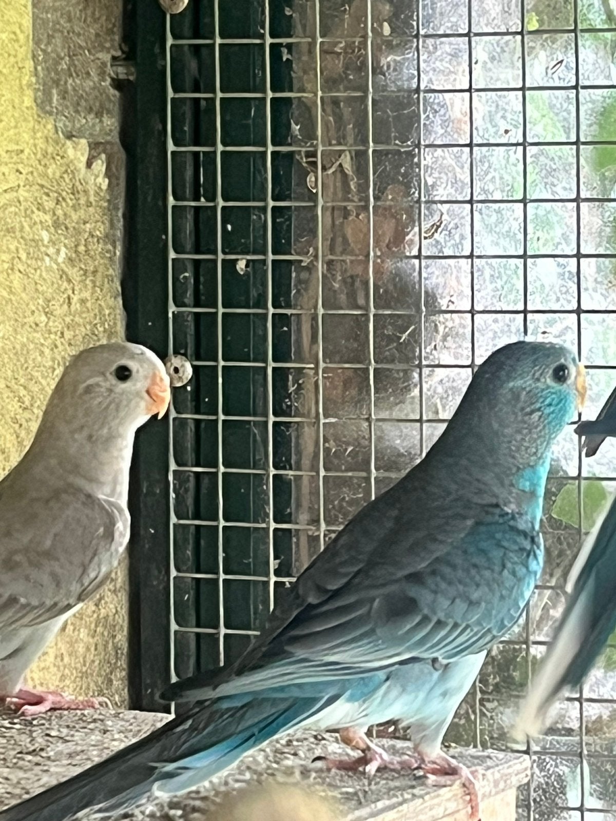 Tekoop roodrugparkieten, Meerdere dieren, Parkiet