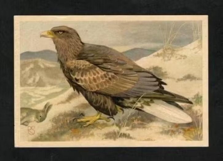 Roofvogel Zeearend (12)., Verzamelen, Ophalen of Verzenden, 1960 tot 1980, Vogel