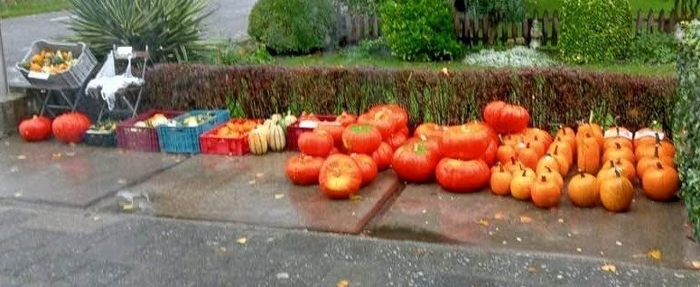 Pompoenen, Ophalen, Nieuw
