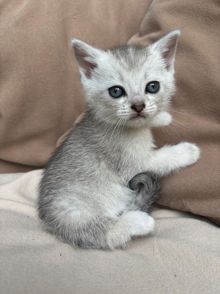 Brits korthaar kittens, Kater, Ontwormd, 0 tot 2 jaar