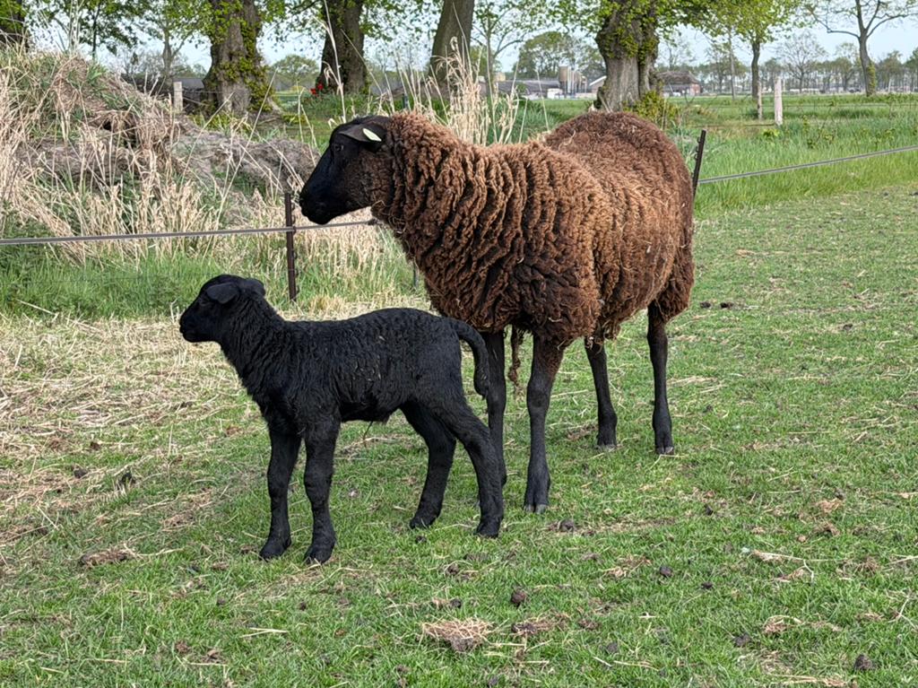 Maasduinen x zwartbles ooi, Dieren en Toebehoren, Schapen, Geiten en Varkens, Vrouwelijk, Schaap