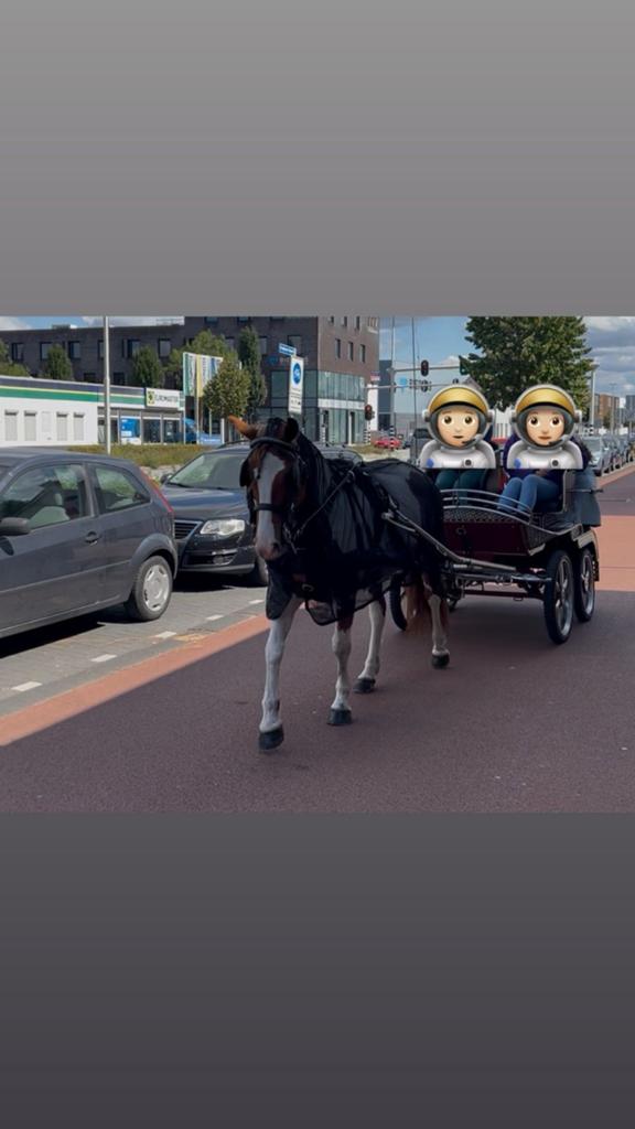 7 jarige D pony , Bonte merrie van 145 (men pony) met koets, Dieren en Toebehoren, Pony's, Merrie, Zadelmak, 3 tot 6 jaar, Ontwormd