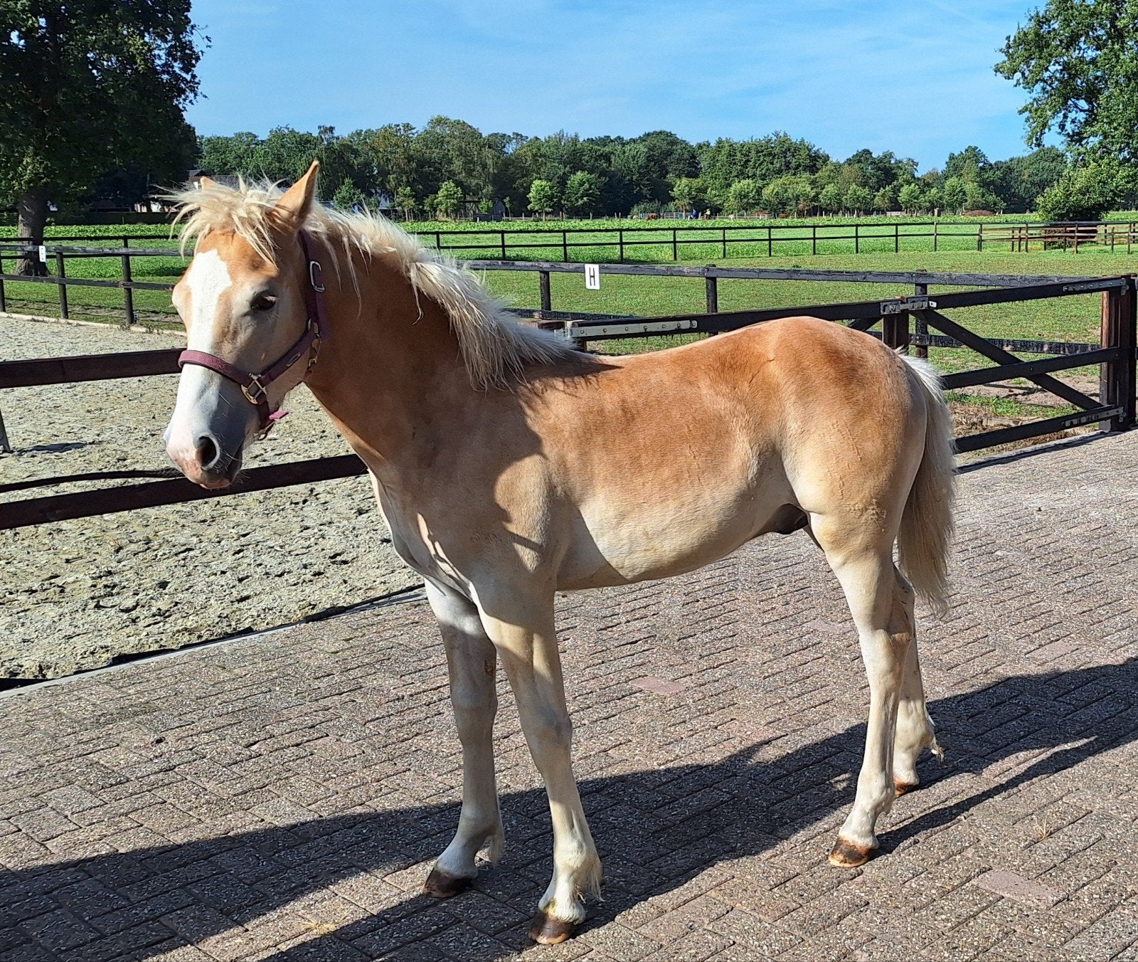 haflingers, Dieren en Toebehoren, Meerdere dieren, 0 tot 2 jaar