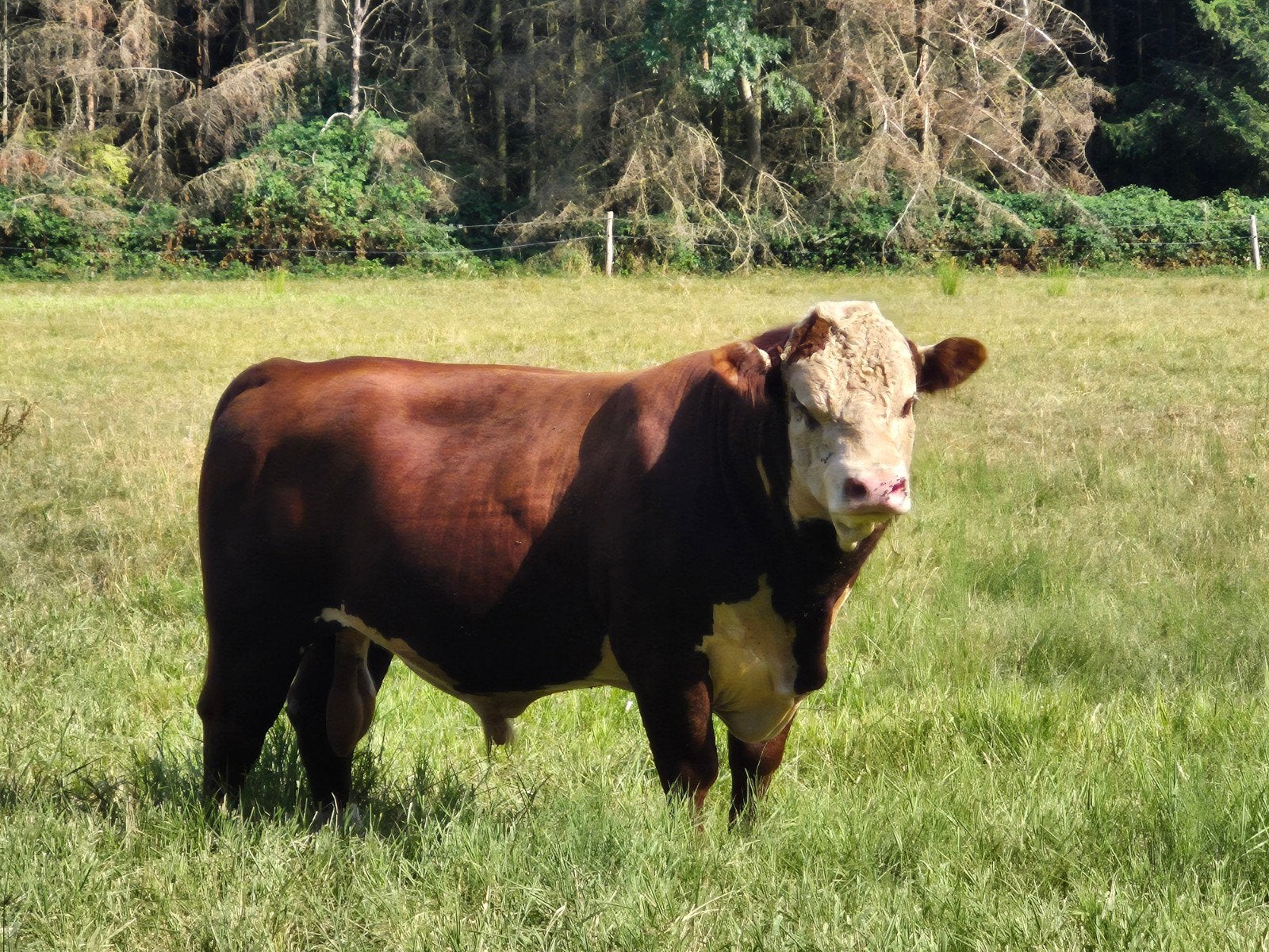 hereford stamboek stier te koop, Mannelijk, 3 tot 6 jaar