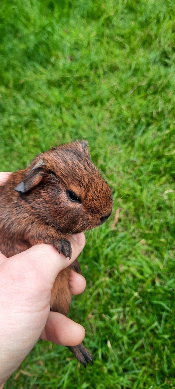 Twee hele mooie cavia beertjes, Juli, Mannelijk, Cavia