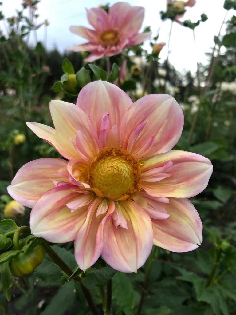 Gezocht: Dahlia 'Appleblossom' - Zeldzame Schoonheid, Tuin en Terras, Bloembollen en Zaden, Ophalen of Verzenden, Voorjaar, Volle zon