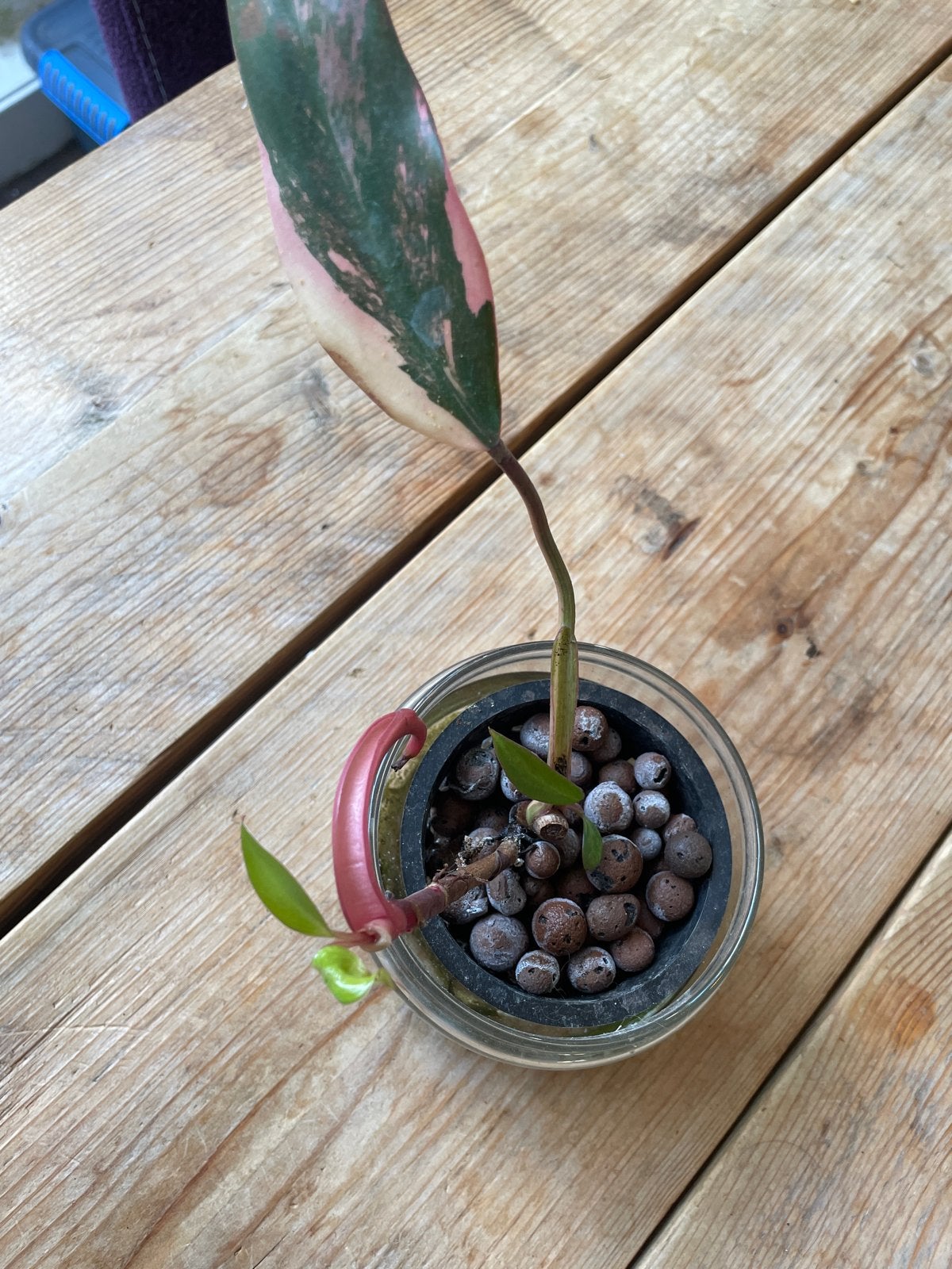 Philodendron Strawberry Shake met 2 groeipunten, Huis en Inrichting, Kamerplanten, Ophalen, Overige soorten, Halfschaduw, In pot