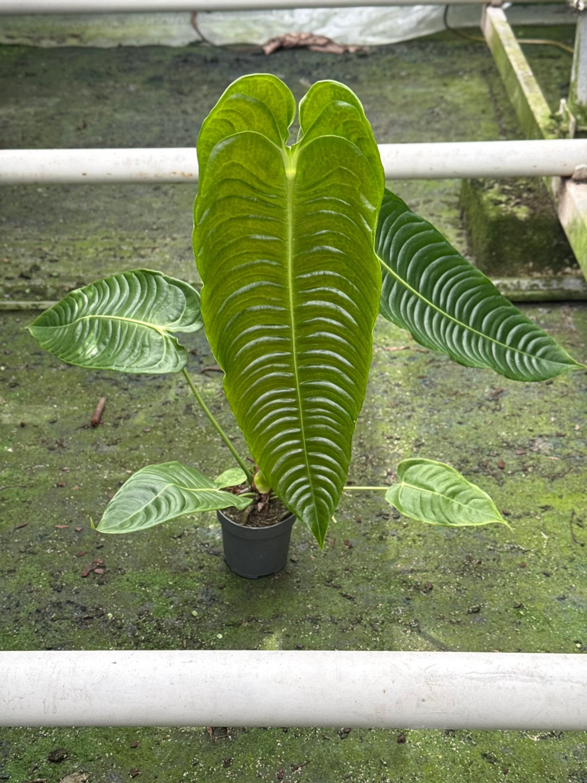 Anthurium Veitchii, Ophalen of Verzenden