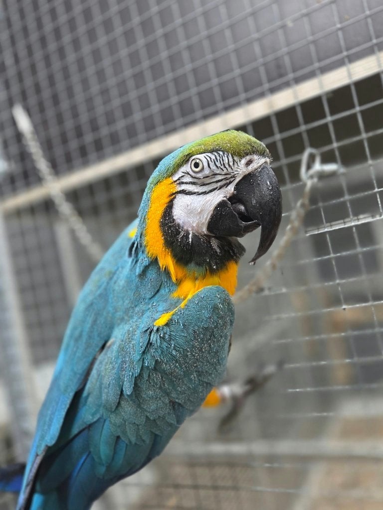 Koppel blauwgele ara's, Meerdere dieren, Papegaai, Pratend