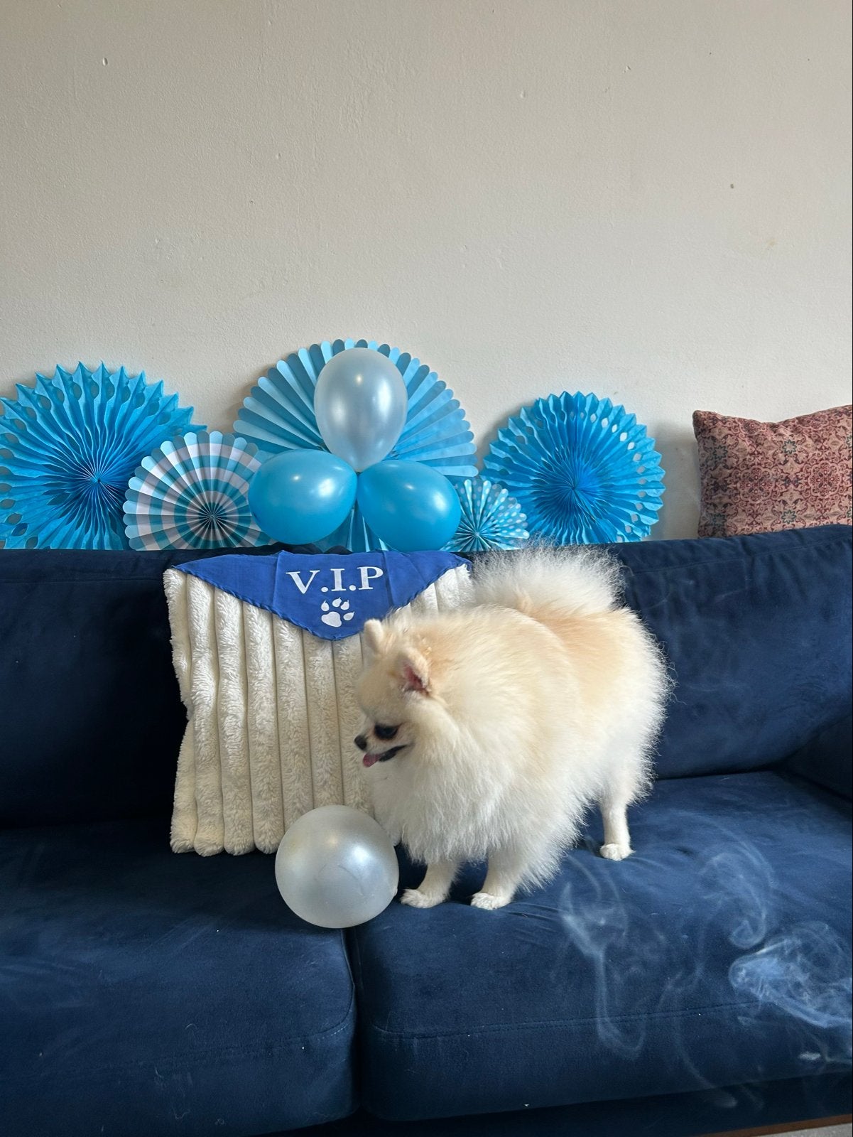 Reu Pomeriaan beschikbaar voor dekking, Reu, CDV (hondenziekte), 1 tot 2 jaar, Eén hond