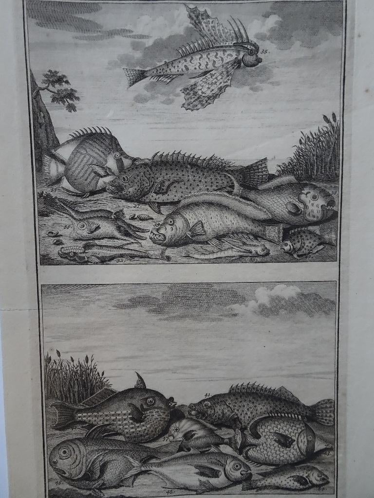 etsen tropische vissen nr 10, vliegende vis, Indonesië, 1724, Antiek en Kunst, Origineel, Flora en Fauna, 1700 - 1799, Verzenden
