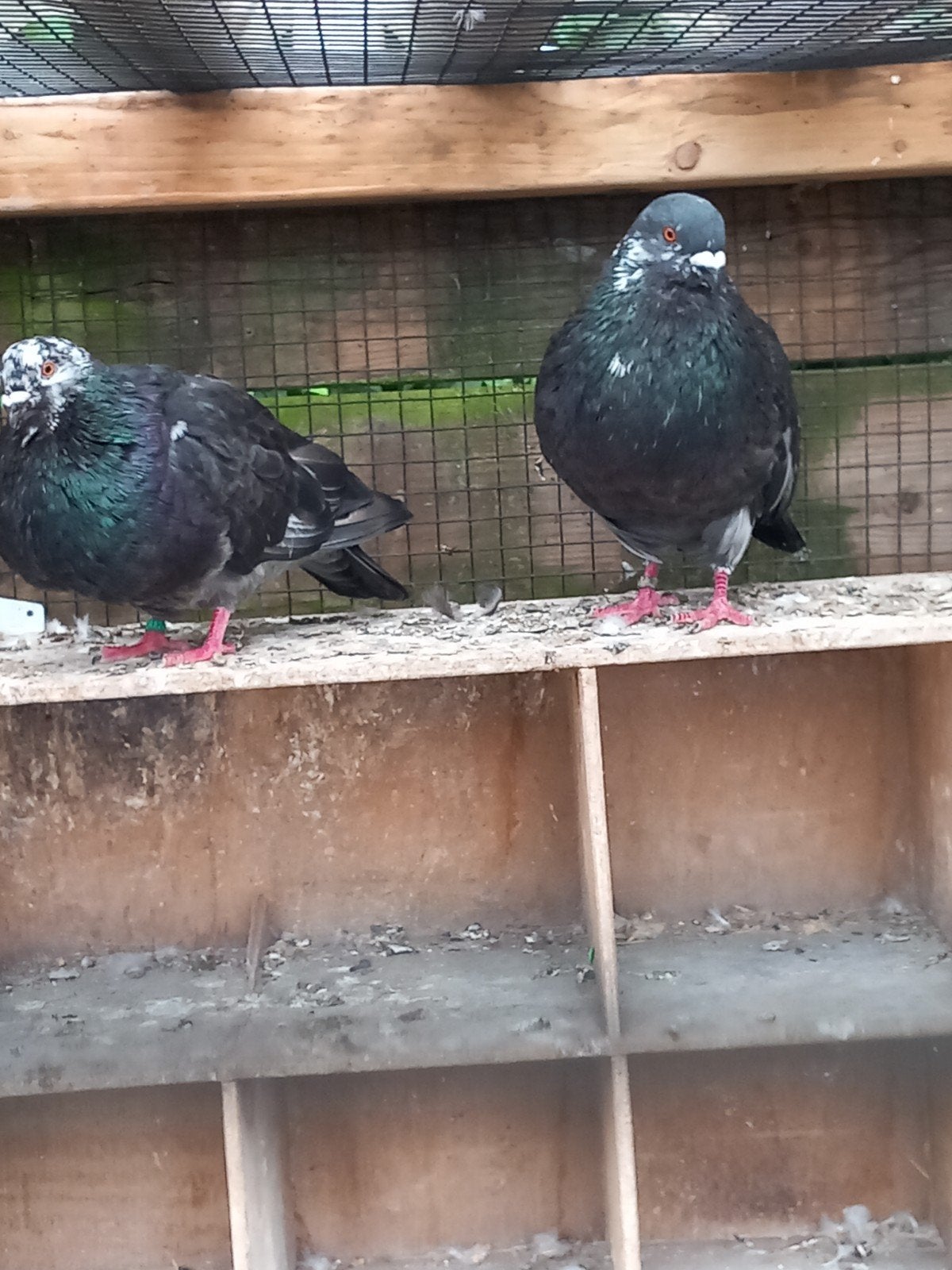 Kroppers duif koppel lokkers Haagse til, Dieren en Toebehoren, Vogels | Duiven, Meerdere dieren, Overige soorten
