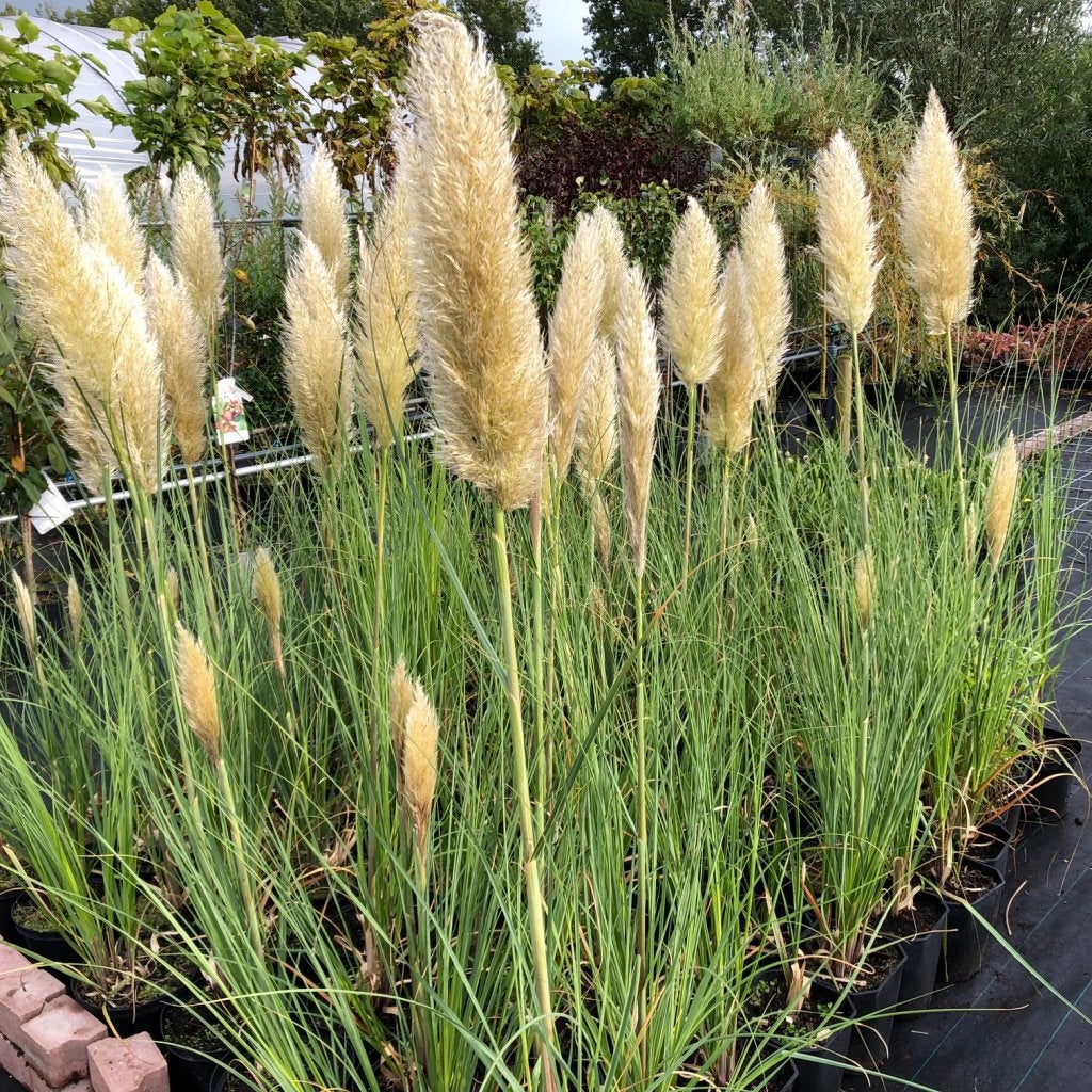 Cortaderia Seloana, Pampasgras, siergras met kwantum korting, Ophalen of Verzenden, Vaste plant