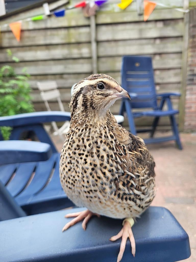 Breng hier uw overige kwartels, Meerdere dieren, Overige soorten