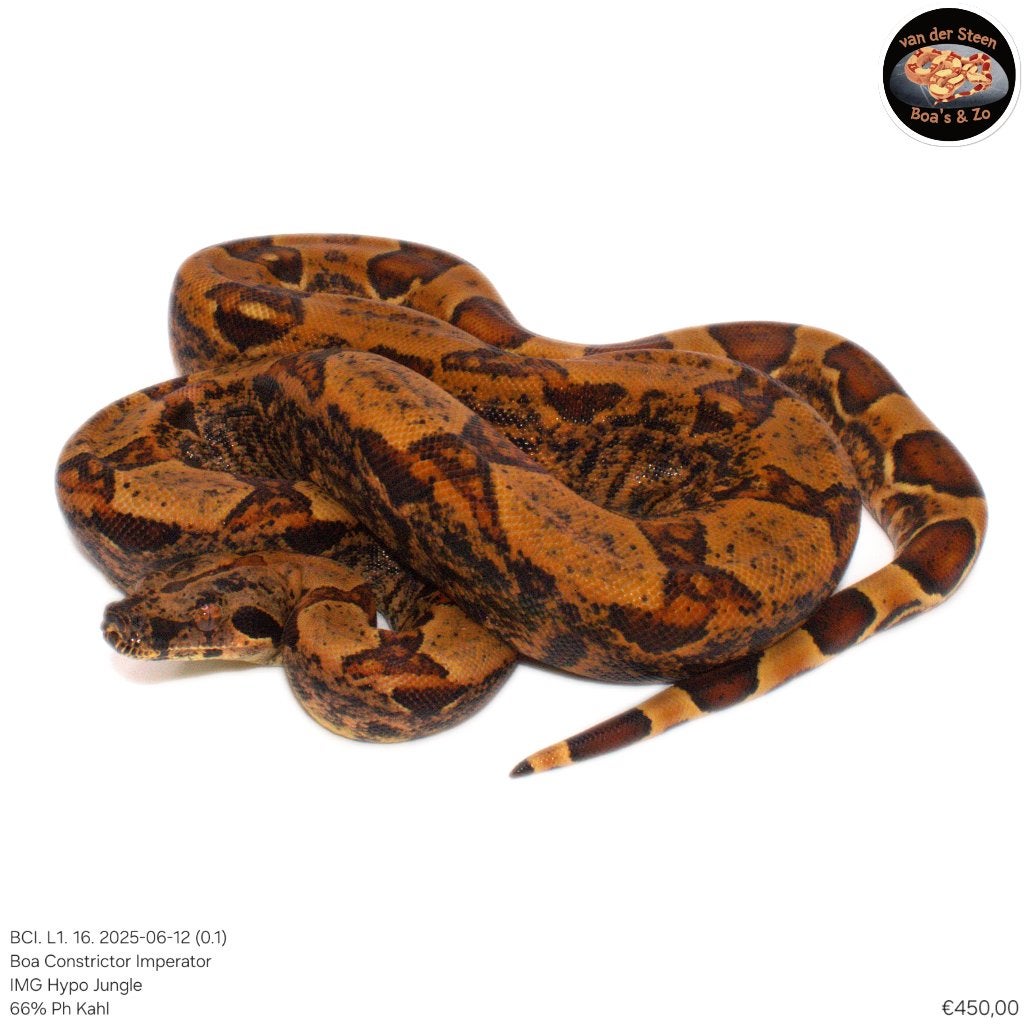 Boa Constrictor Imperator Litter 01 2025 Boa Constrictor photo 10