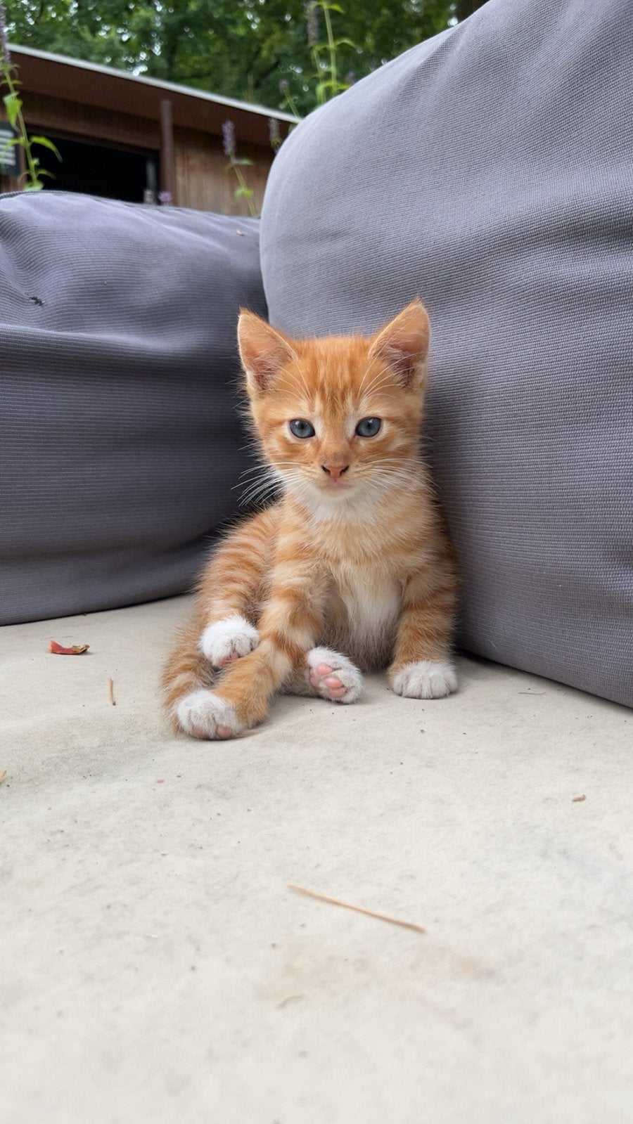 Lieve kittens te koop, Dieren en Toebehoren, Katten en Kittens | Overige Katten, Meerdere dieren