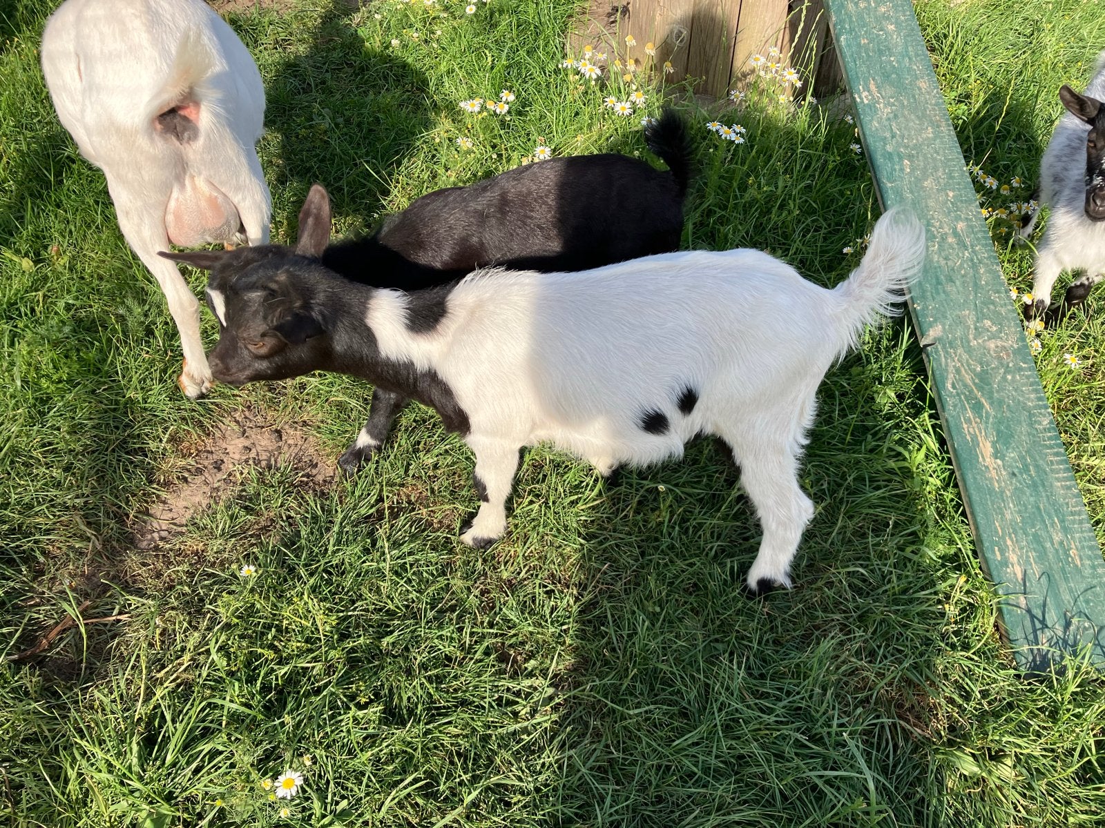 2 dwerg geitebokjes, Dieren en Toebehoren, Schapen, Geiten en Varkens, Mannelijk, Geit
