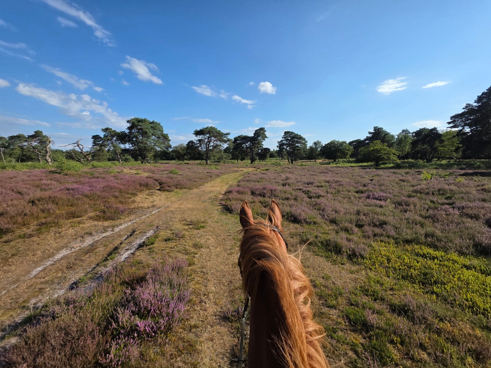 Leuk recreatiepaard gezocht, Ophalen