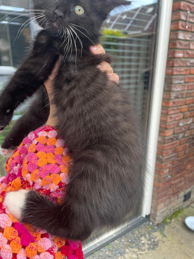 Prachtige Ragdoll kruising kitten katertje💙 incl vaccinatie, Dieren en Toebehoren, Kater, 0 tot 2 jaar