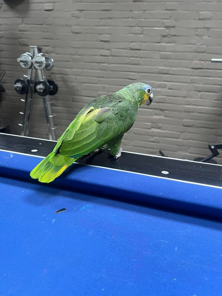 amazone papagaai, Vrouwelijk, Papegaai, Geringd