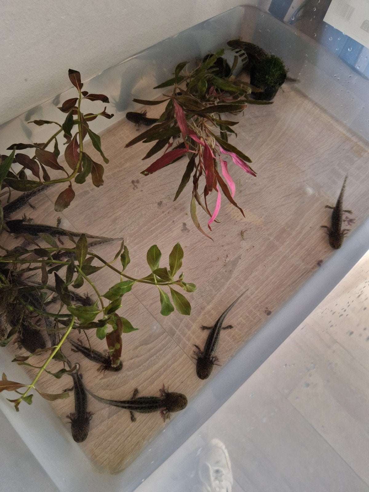 Axolotls, Dieren en Toebehoren, Reptielen en Amfibieën, Amfibie, 0 tot 2 jaar