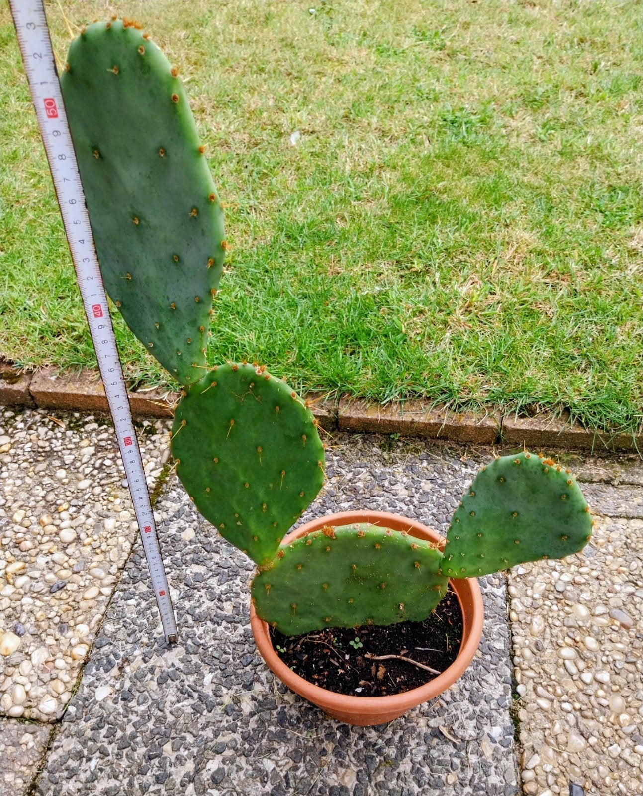 Opuntia cactus - Prickly Pear cactus, Volle zon, Vaste plant, Bloeit niet, Ophalen