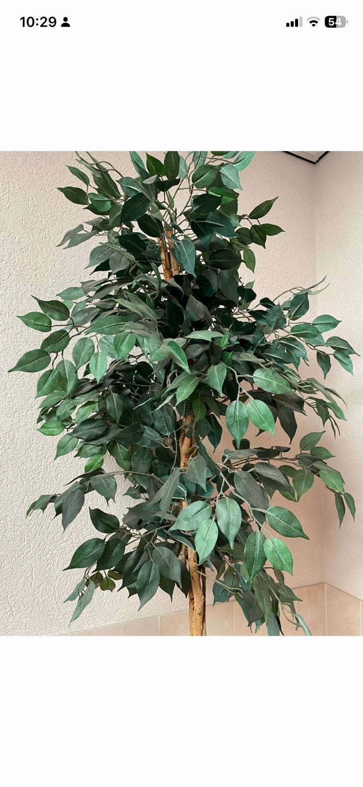 Grote Ficus kunstplant - 150 cm hoog, Ophalen, Ficus, 100 tot 150 cm, Halfschaduw