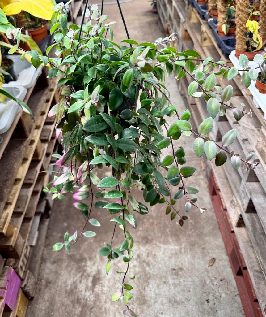 Aeschynanthus Variegata - Hangplant, Ophalen of Verzenden
