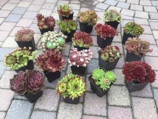 Rotsplanten, voor een rotstuin of als bodembedekker, Tuin en Terras, Planten | Tuinplanten, Ophalen, Bodembedekkers, Volle zon