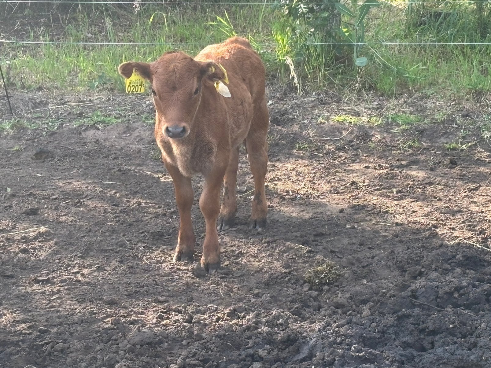 Dexter vaarskalf te koop, Vrouwelijk, 0 tot 2 jaar