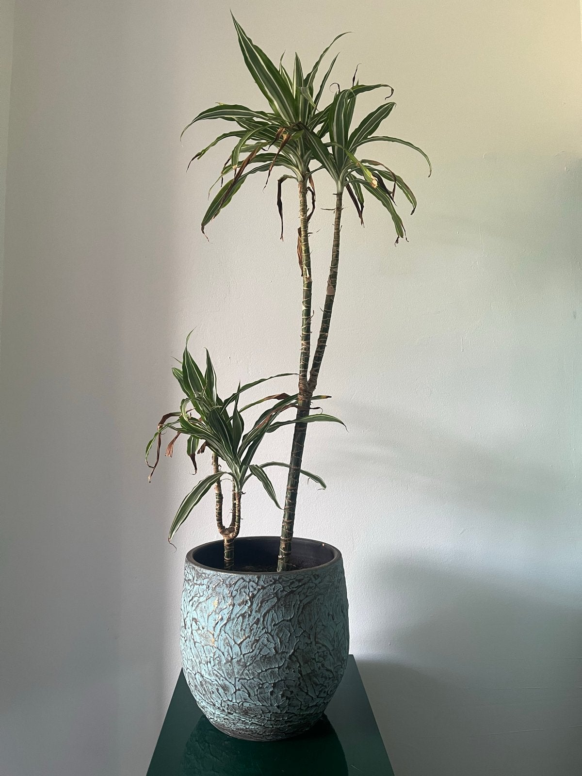 Dracaena plant in pot, 125 cm hoog, Huis en Inrichting, Ophalen, 100 tot 150 cm, Overige soorten, Halfschaduw