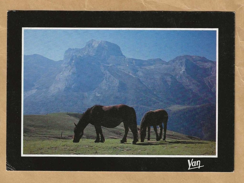 Ansichtkaart Pyreneeën met paarden, Ophalen of Verzenden, 1960 tot 1980, Ongelopen, Paard