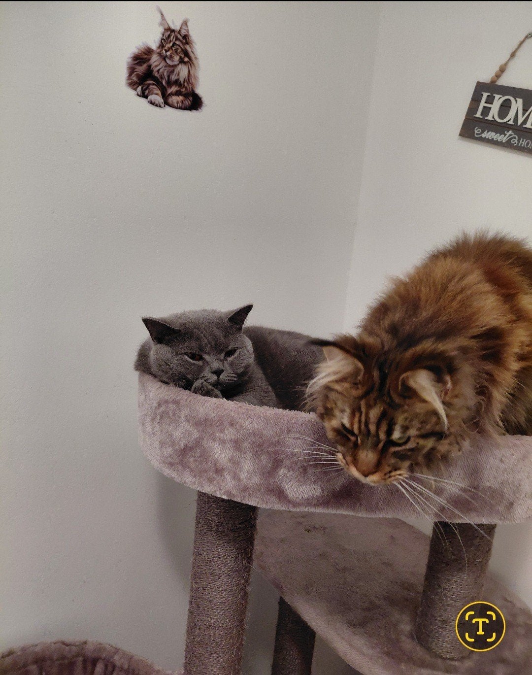Kattenoppas, Diensten en Vakmensen