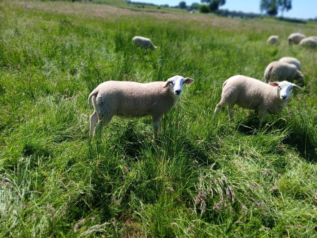dekramen, Dieren en Toebehoren, Schapen, Geiten en Varkens, Mannelijk, Schaap, 0 tot 2 jaar