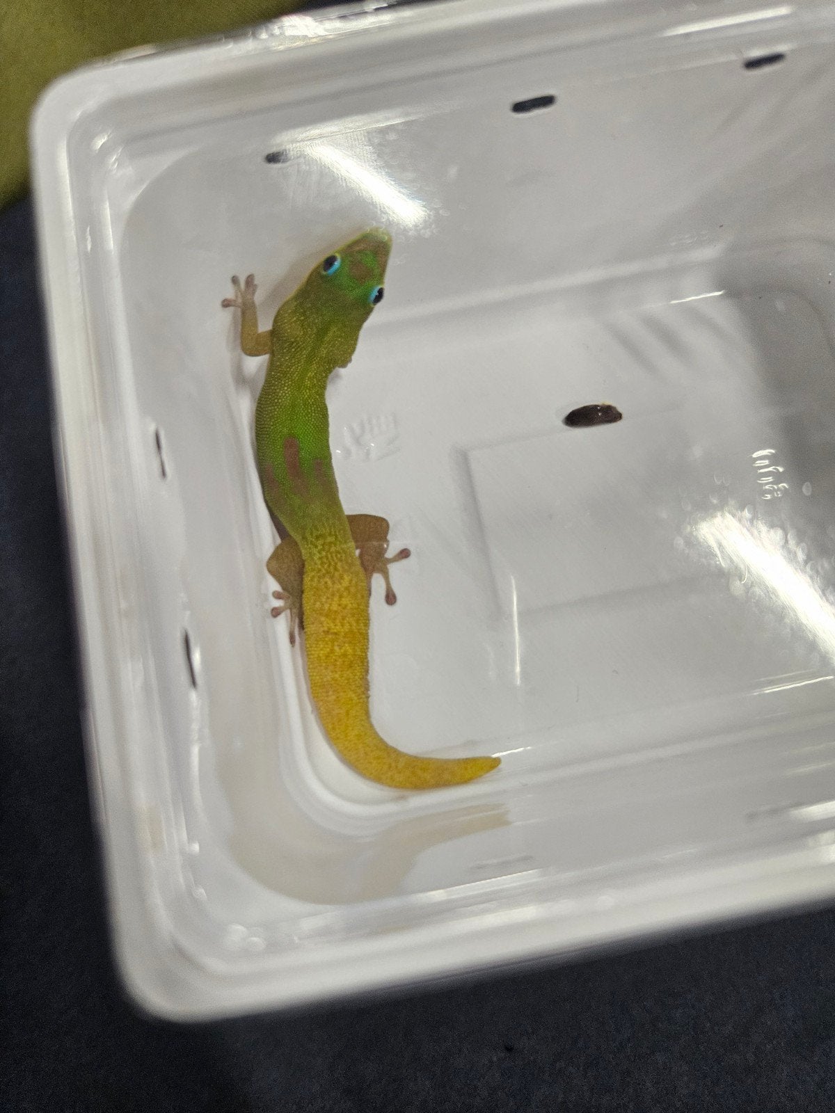Phelsuma Laticauda 0.1, 3 tot 6 jaar