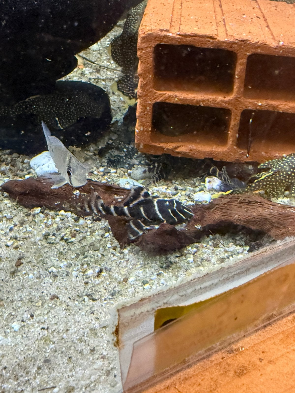 L204 - panaqolus albivermis