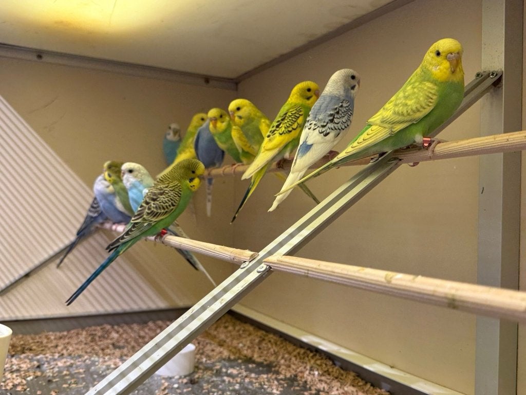 Te koop jonge leuke grasparkieten, Dieren en Toebehoren, Vogels | Parkieten en Papegaaien, Meerdere dieren, Parkiet, Tam