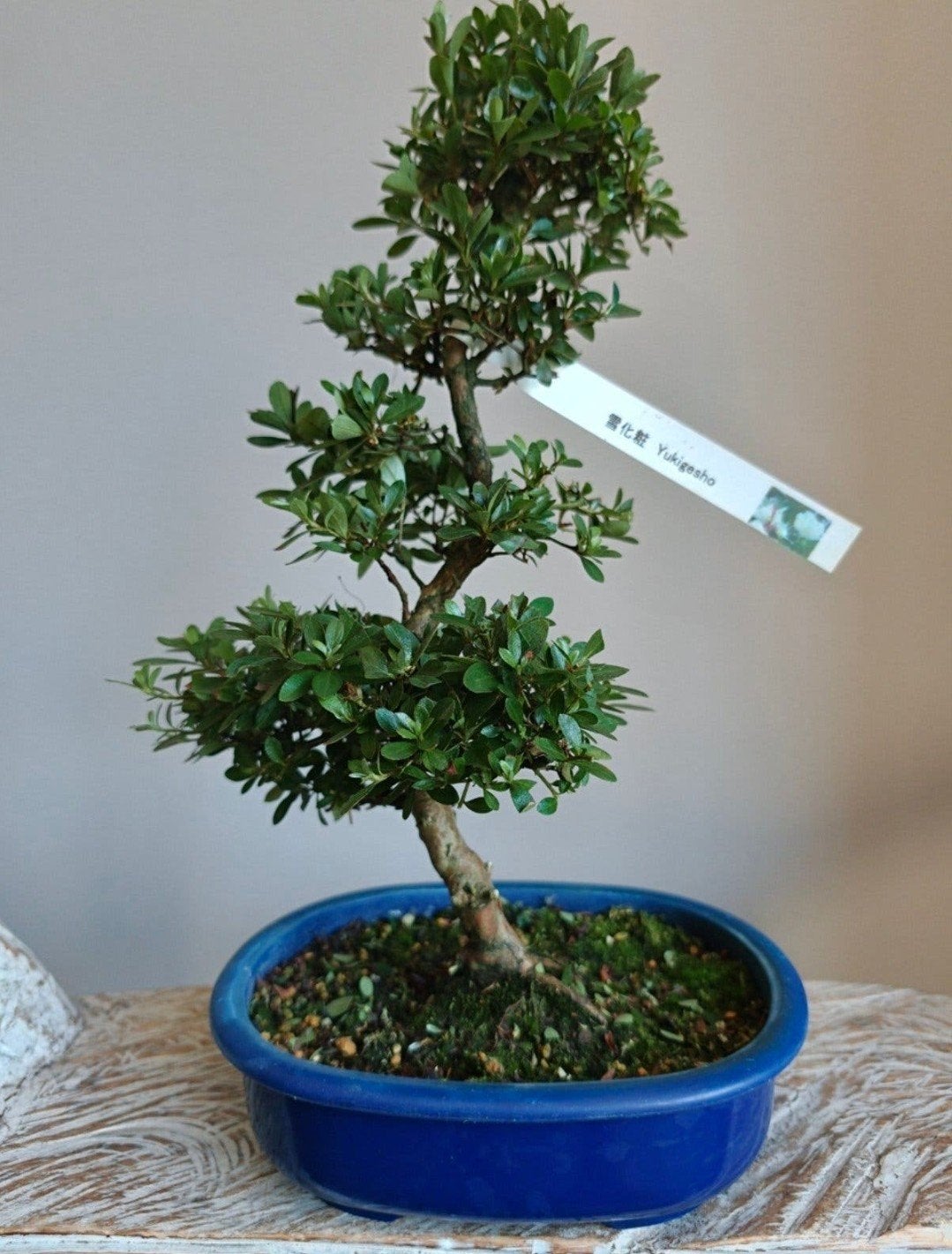 Satsuki Azalea Yukigesho bonsai, Bloeit niet, Halfschaduw, Minder dan 100 cm, Overige soorten