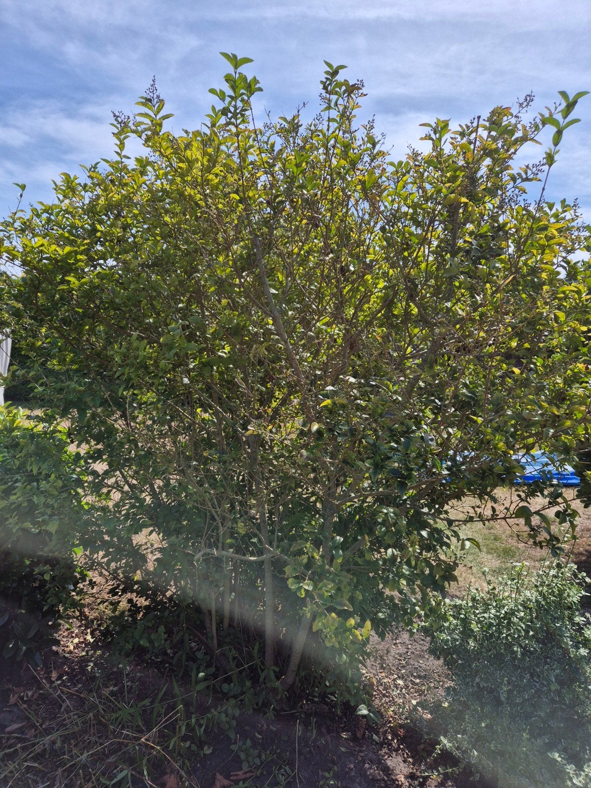 Liguster Struik, Tuin en Terras, Planten | Struiken en Hagen, Ophalen, Liguster, 100 tot 250 cm