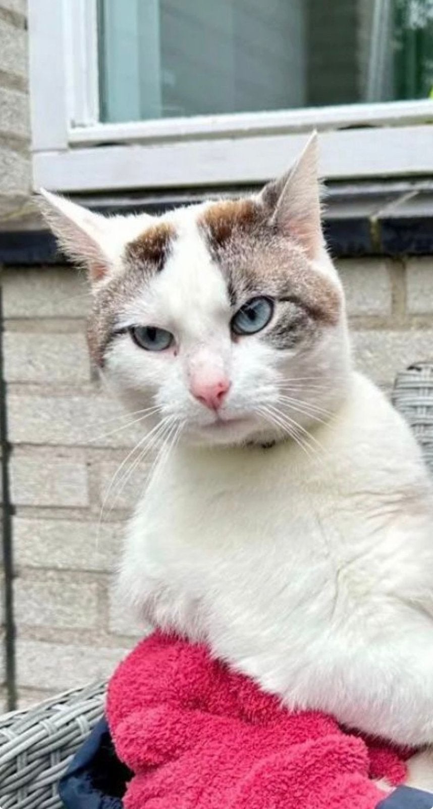 Liefdevol huisje gezocht voor Mickey – lieve, sociale kater, Kater, Kortharig, 3 tot 5 jaar