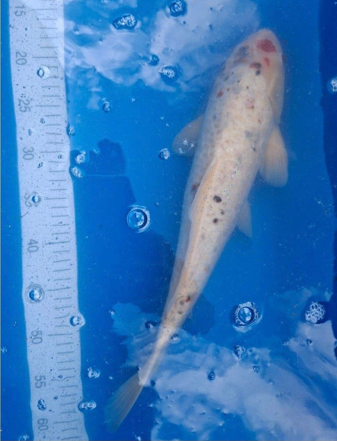 Koi., Karper of Koi