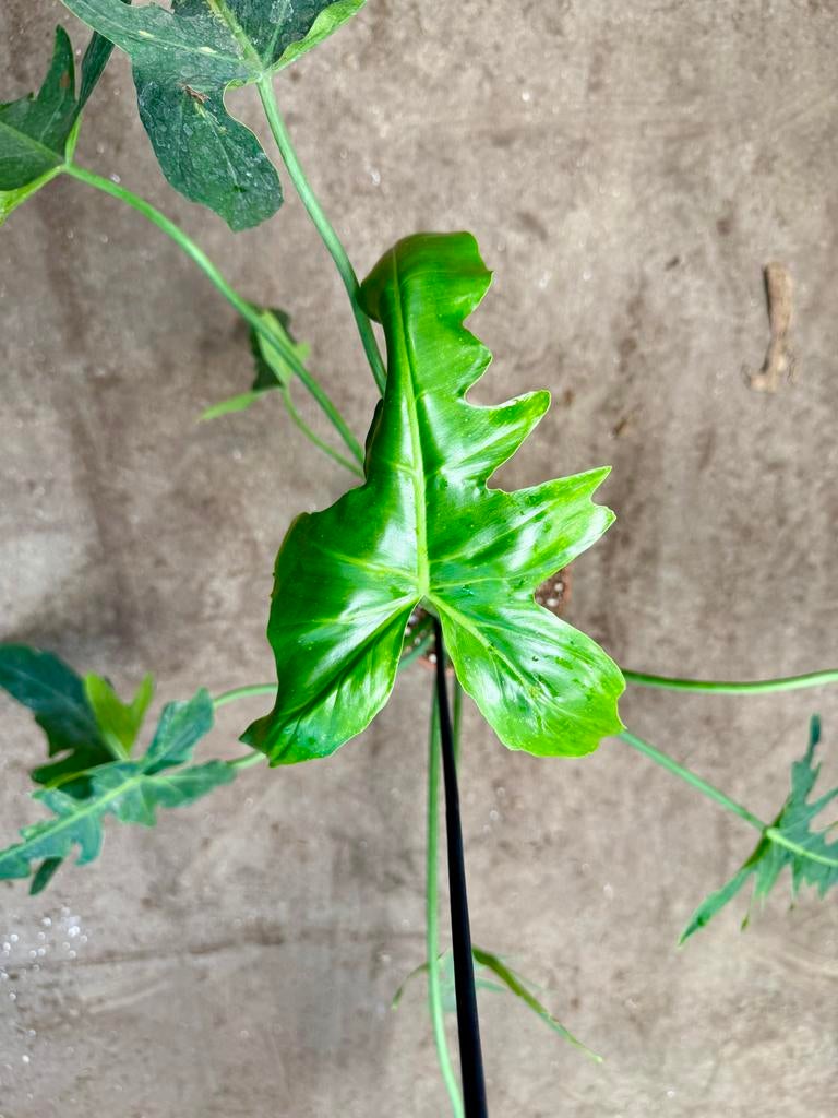 Philodendron Golden Dragon Narrow - p12, Huis en Inrichting, Kamerplanten, Overige soorten, In pot, Minder dan 100 cm, Groene kamerplant