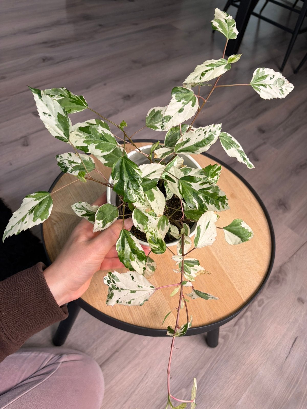 Hibiscus variegata, Ophalen of Verzenden, Halfschaduw, Minder dan 100 cm