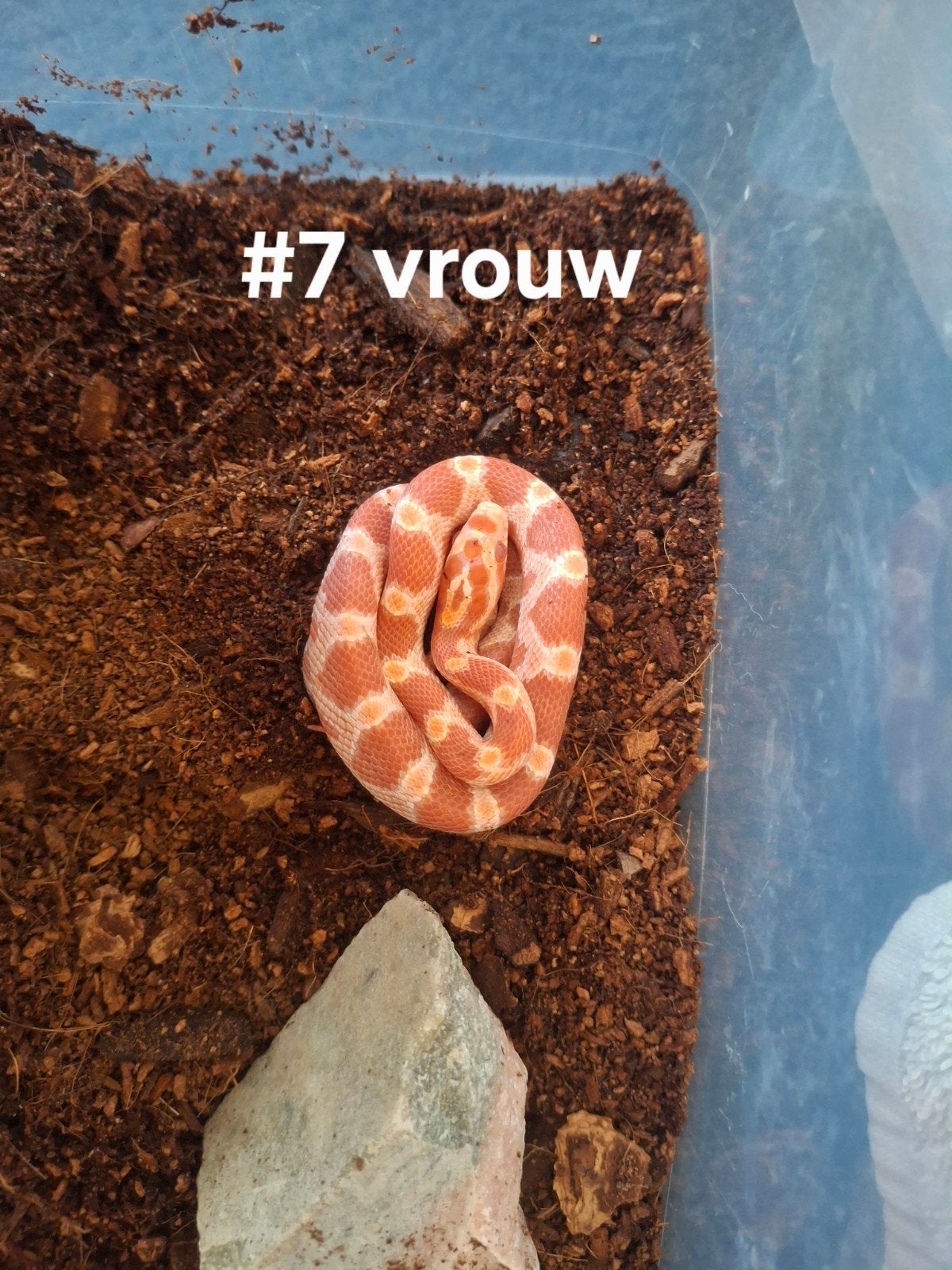 rattenslang nakweek 2026 Pantherophis guttatus Corn Snake photo 5