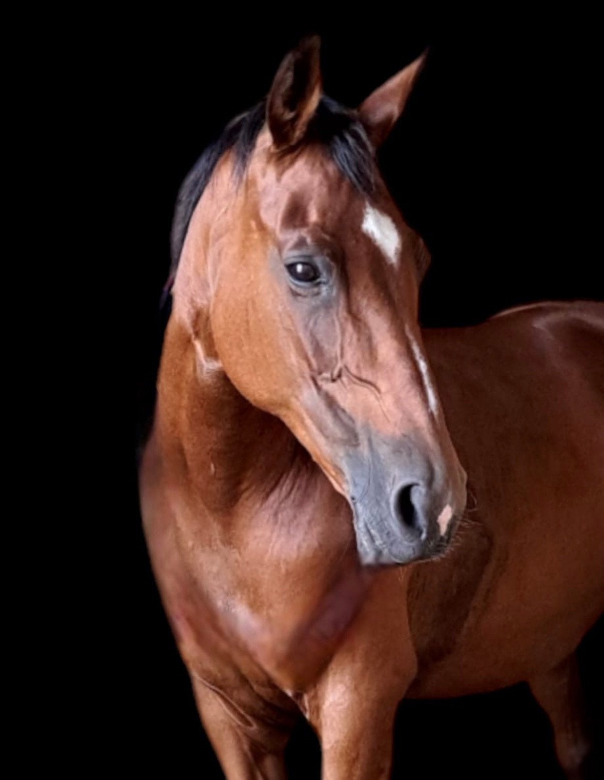 Lieve ervaren KWPN-merrie zoekt fijne plek, Dieren en Toebehoren, Paarden, Merrie, Recreatiepaard
