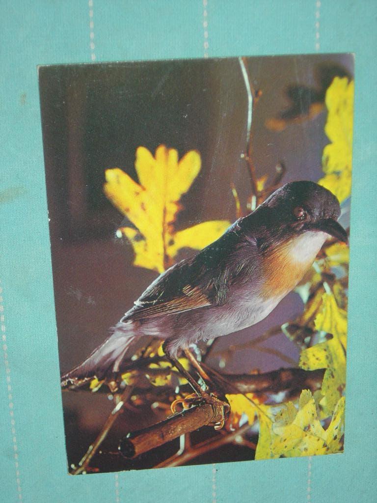 1) Kleuren ansichtkaart Kleine vogel, Ophalen of Verzenden, 1960 tot 1980, Gelopen, Vogel