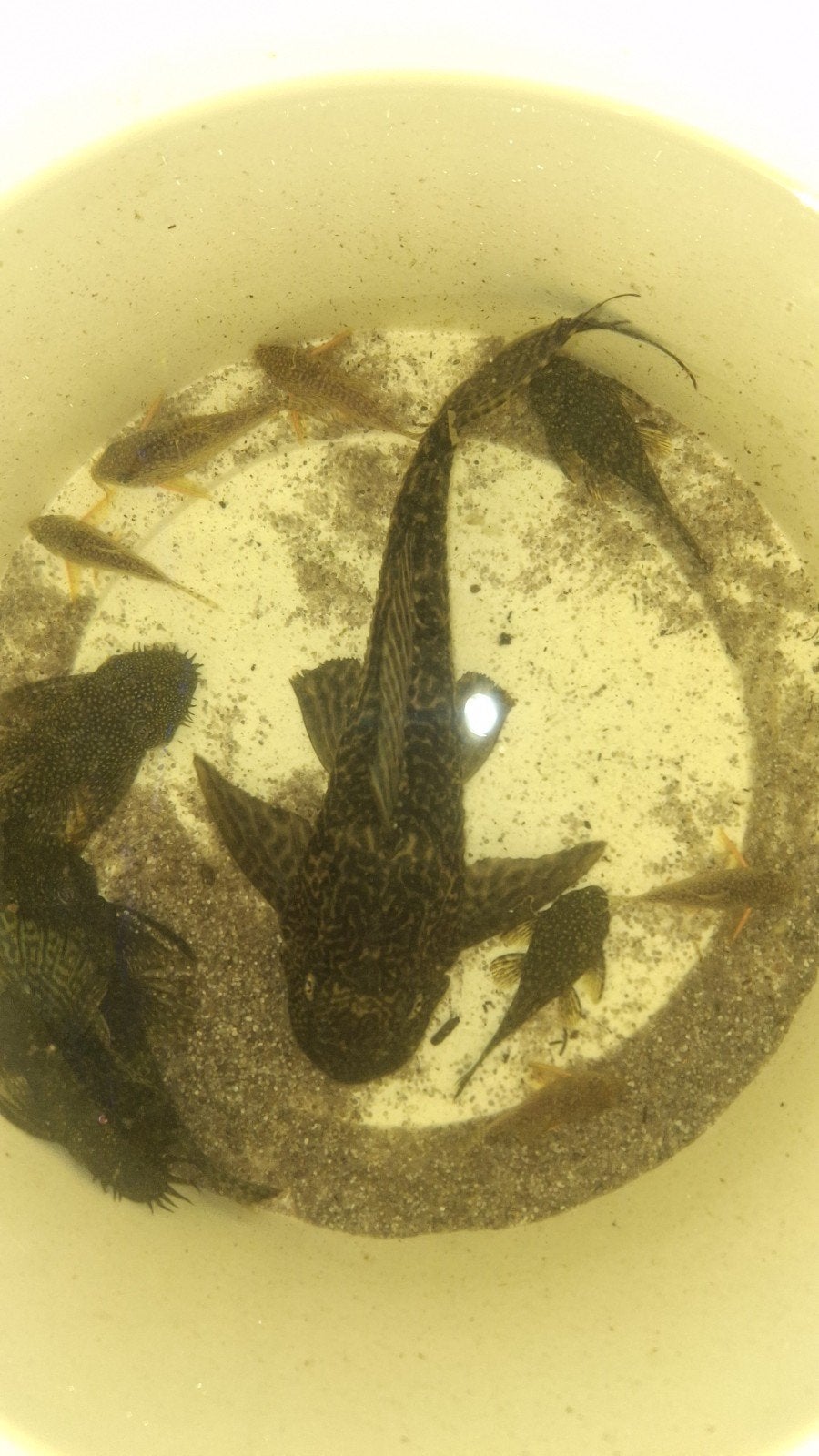 Algen eters groot ! Pleco, Dieren en Toebehoren, Ophalen of Verzenden, Plant(en), Steen of Hout